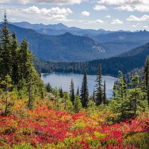 Beautiful shot of red flowers near green trees with forested mountains in the distance